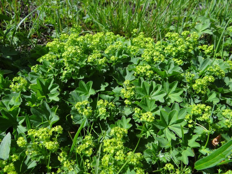 Alchemilla cyrtopleura photo 4