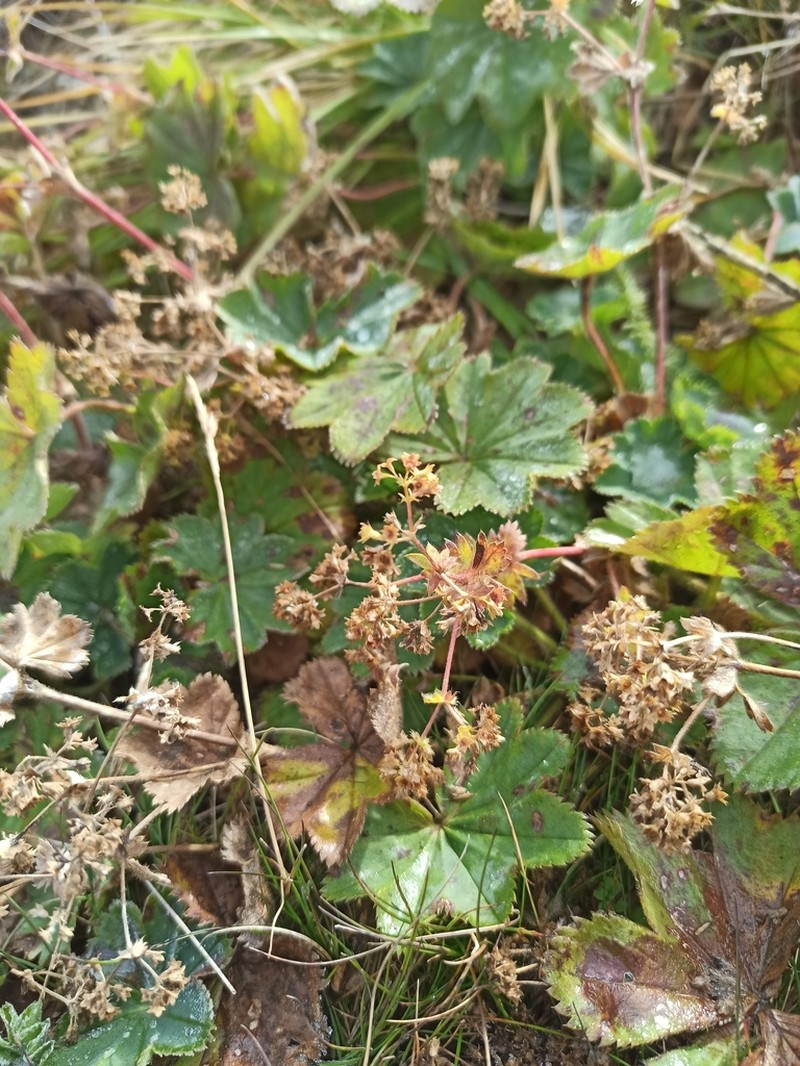 Alchemilla cyrtopleura photo 6