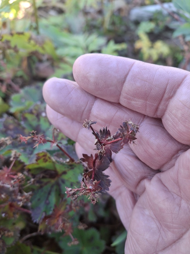 Alchemilla cyrtopleura photo 7
