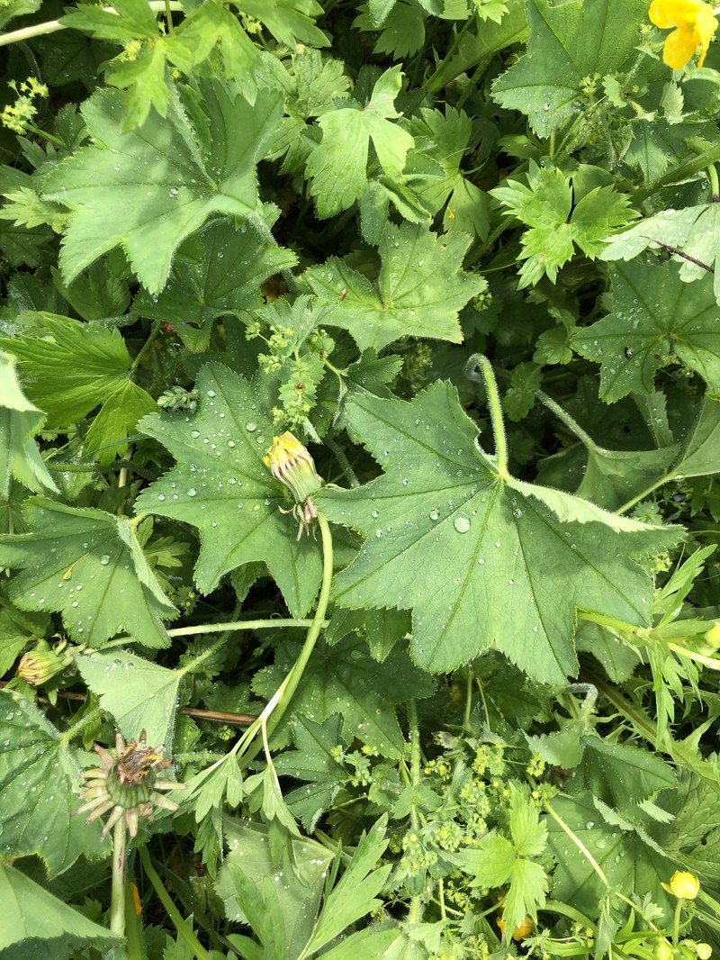 Alchemilla cyrtopleura photo 8