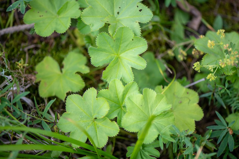 Alchemilla dasyclada