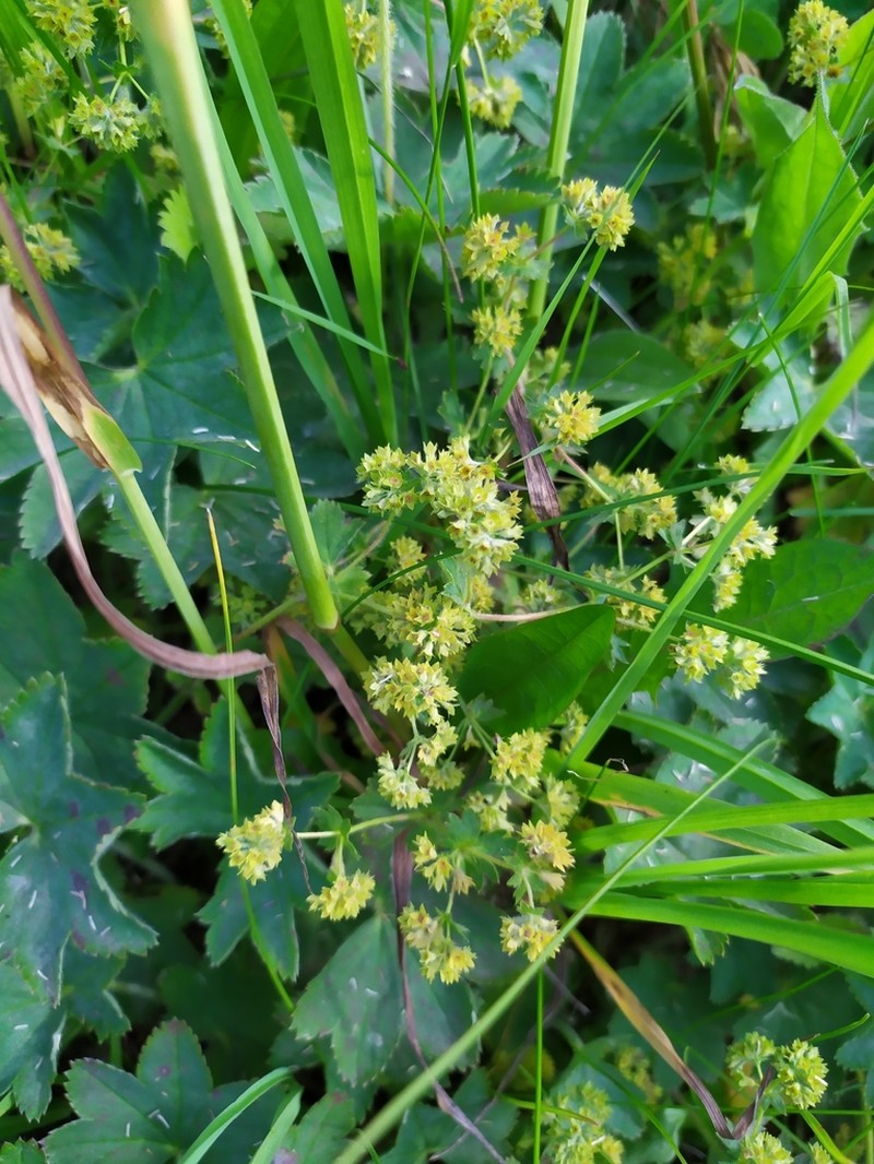 Alchemilla dasycrater
