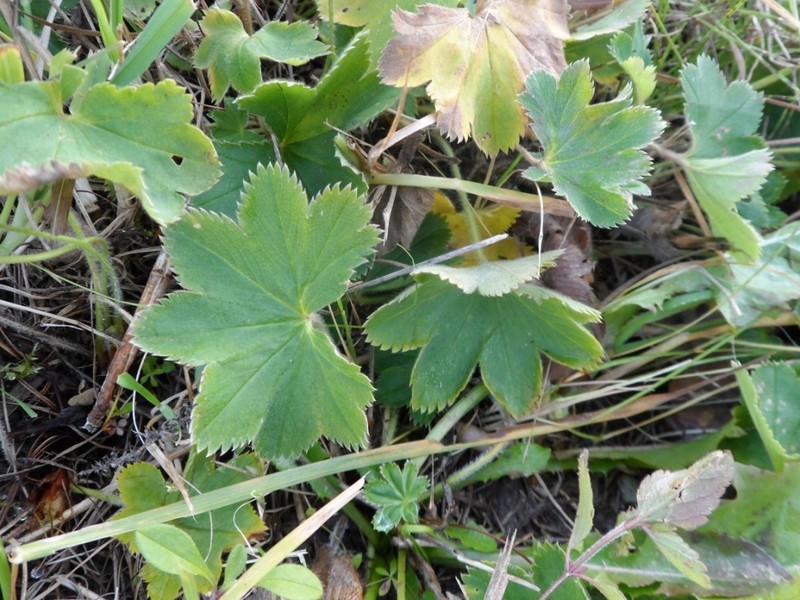 Alchemilla dasycrater photo 3