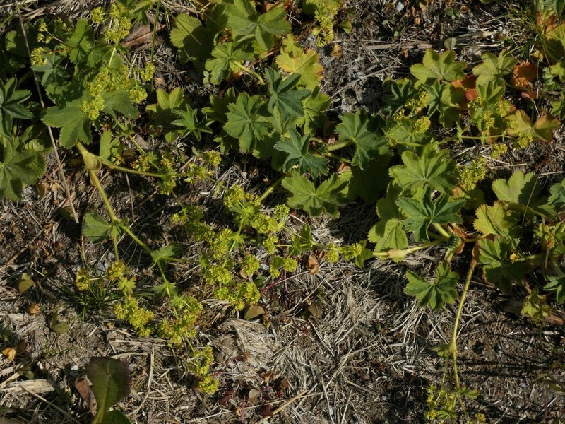 Alchemilla dasycrater photo 4