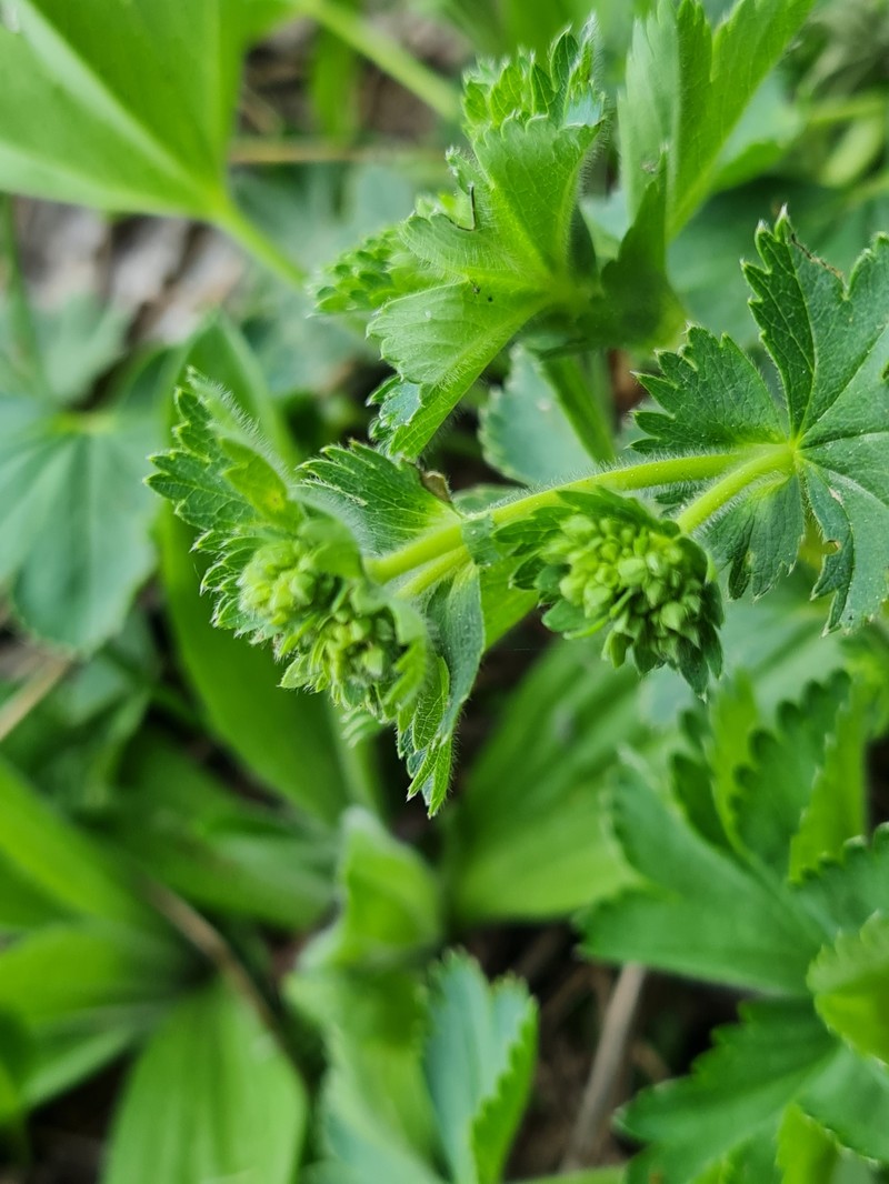 Alchemilla dasycrater photo 5
