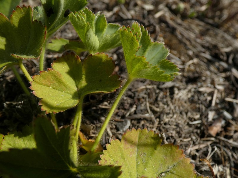 Alchemilla dasycrater photo 6