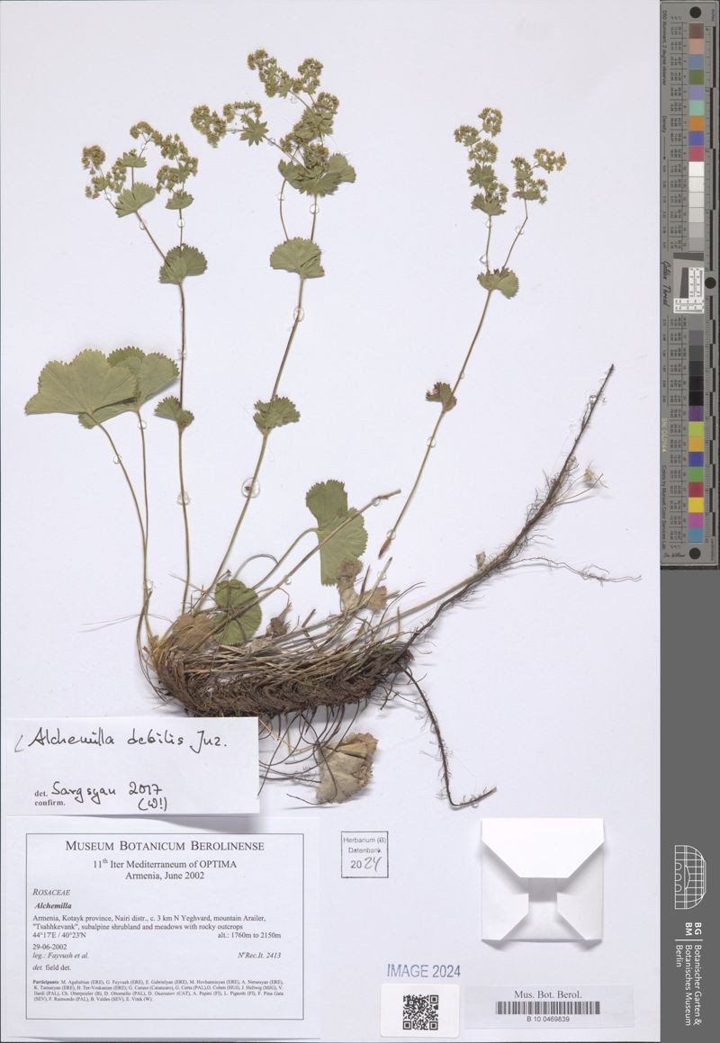 Alchemilla debilis