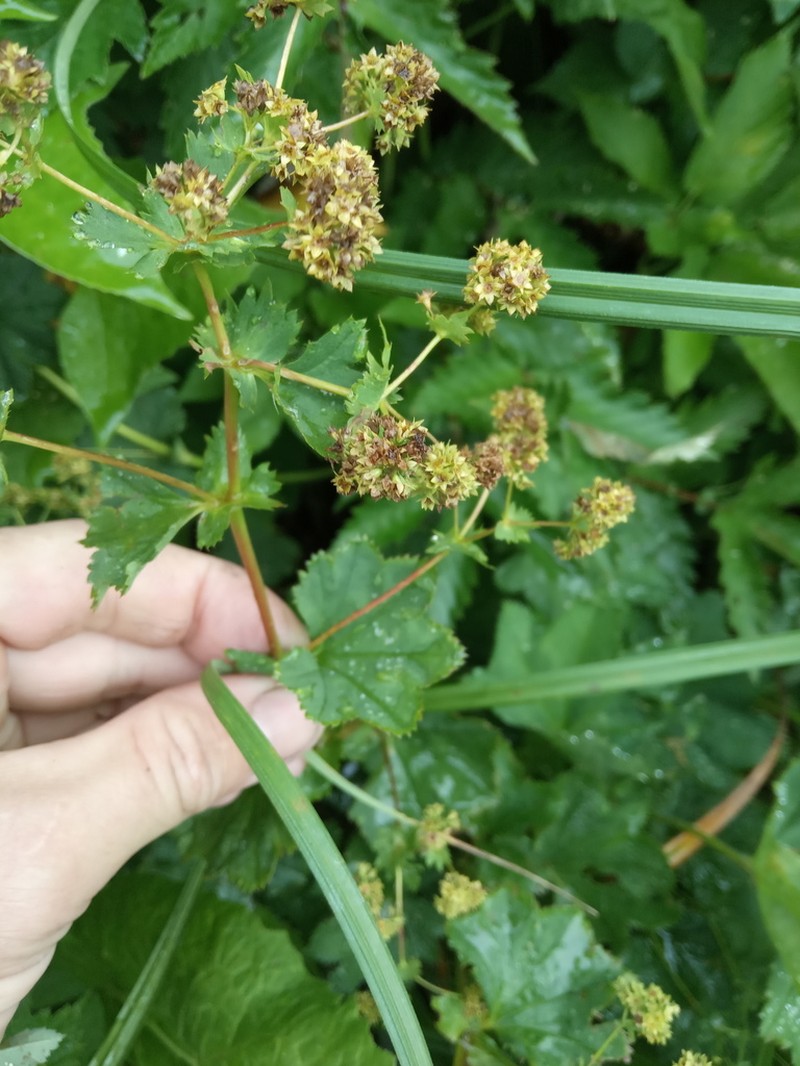 Alchemilla decalvans photo 3