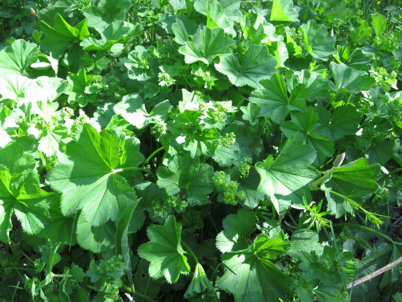 Alchemilla decalvans photo 2
