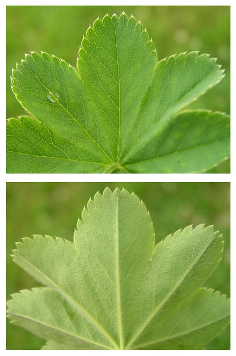 Alchemilla decumbens photo 4