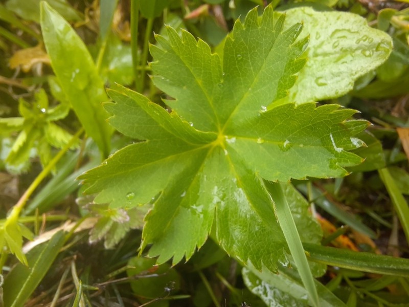 Alchemilla decumbens photo 2