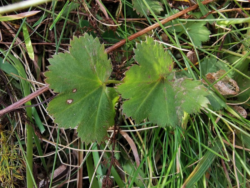 Alchemilla decumbens photo 3