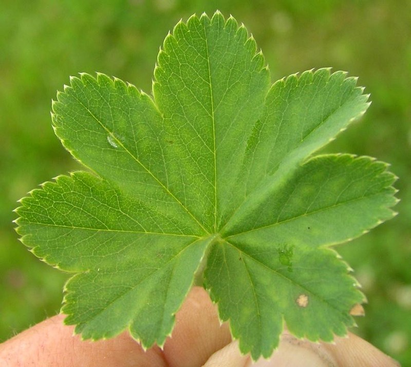 Alchemilla decumbens photo 4