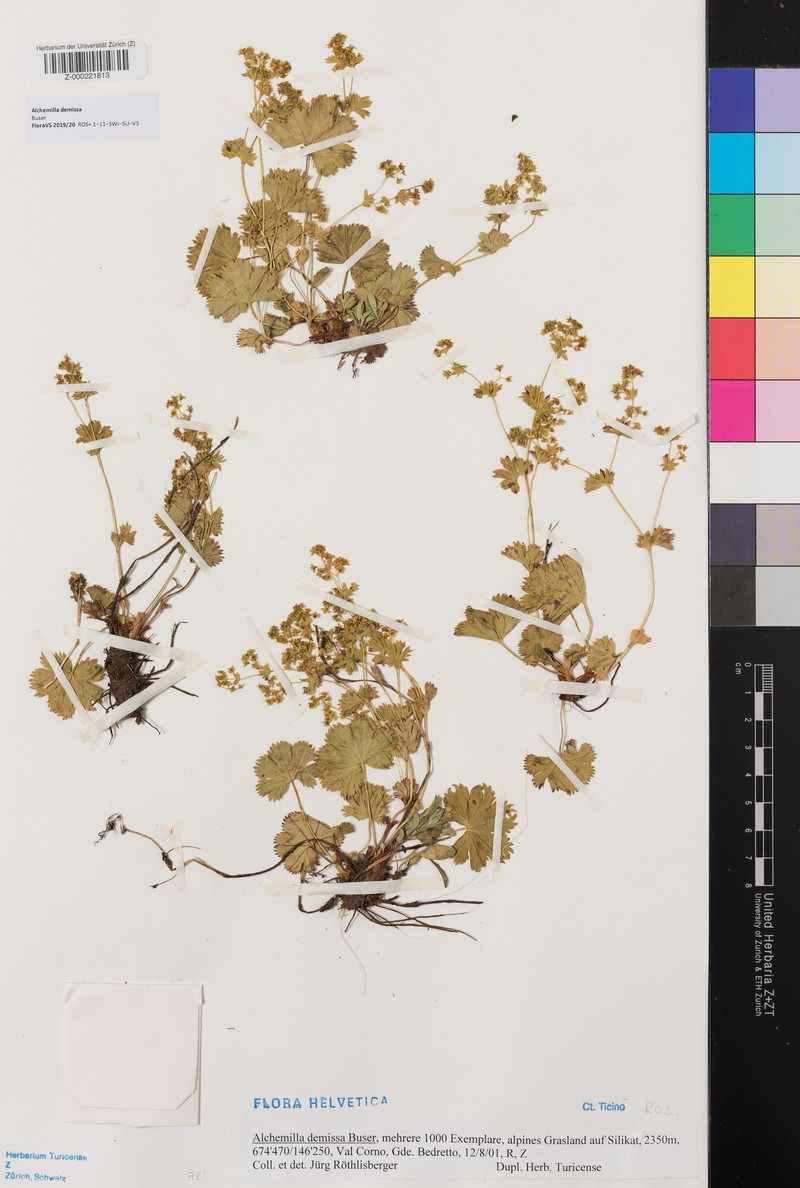 Alchemilla demissa