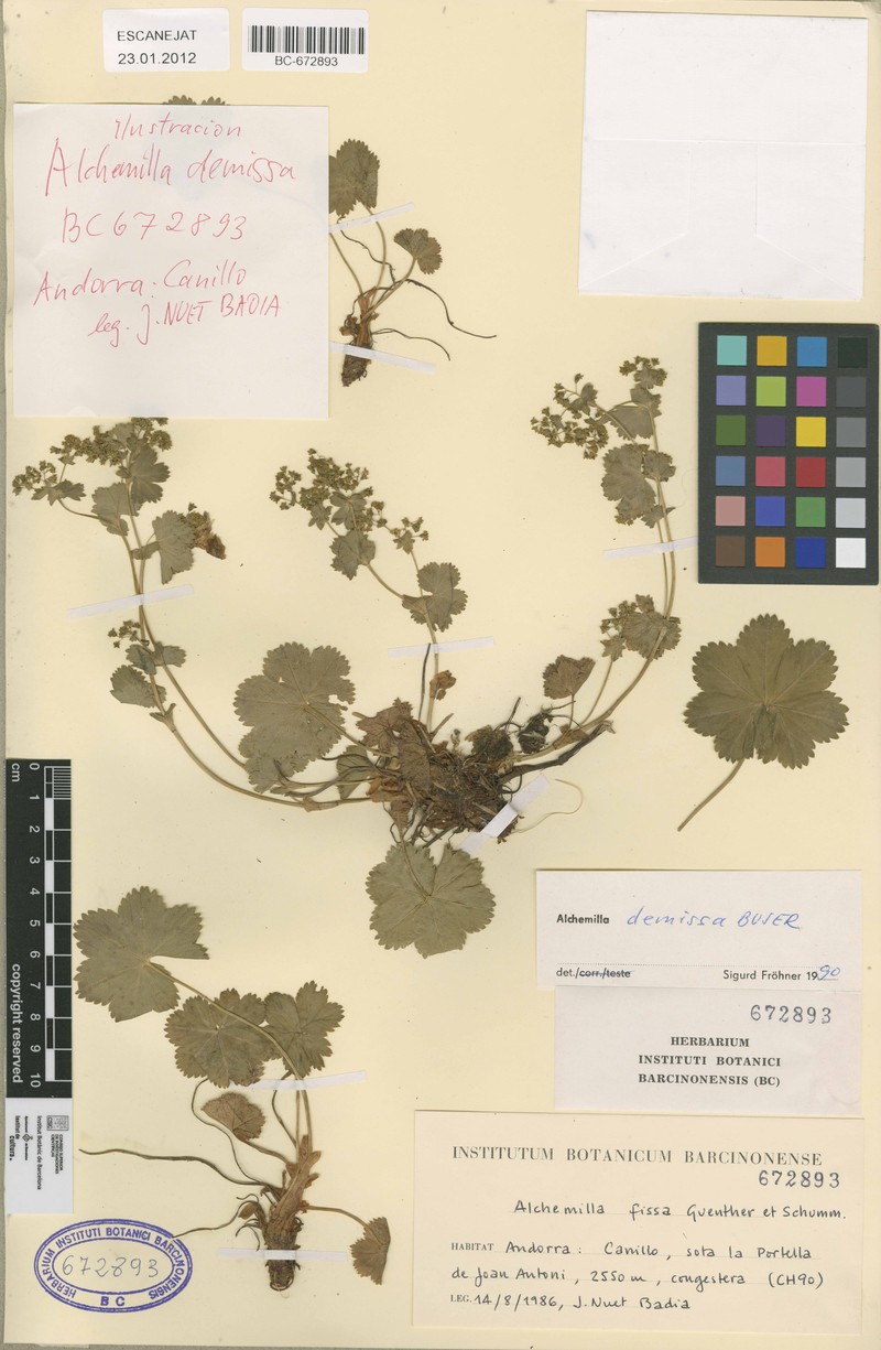 Alchemilla demissa photo 2