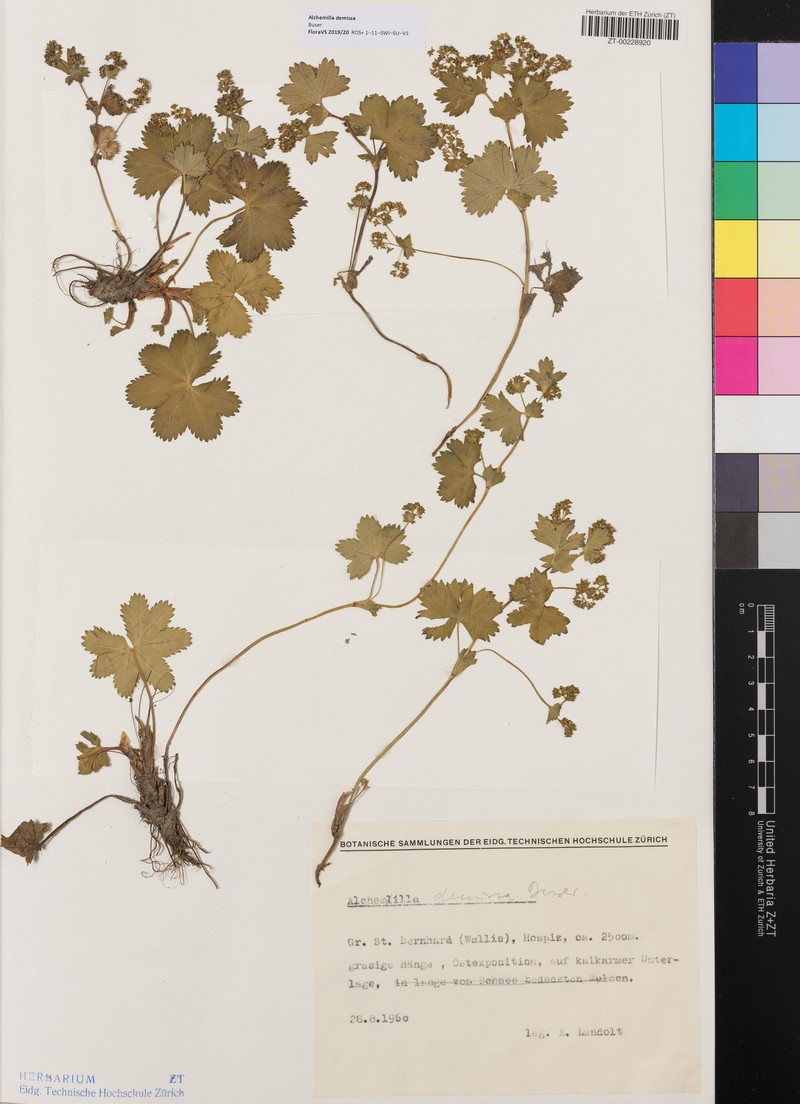 Alchemilla demissa photo 3