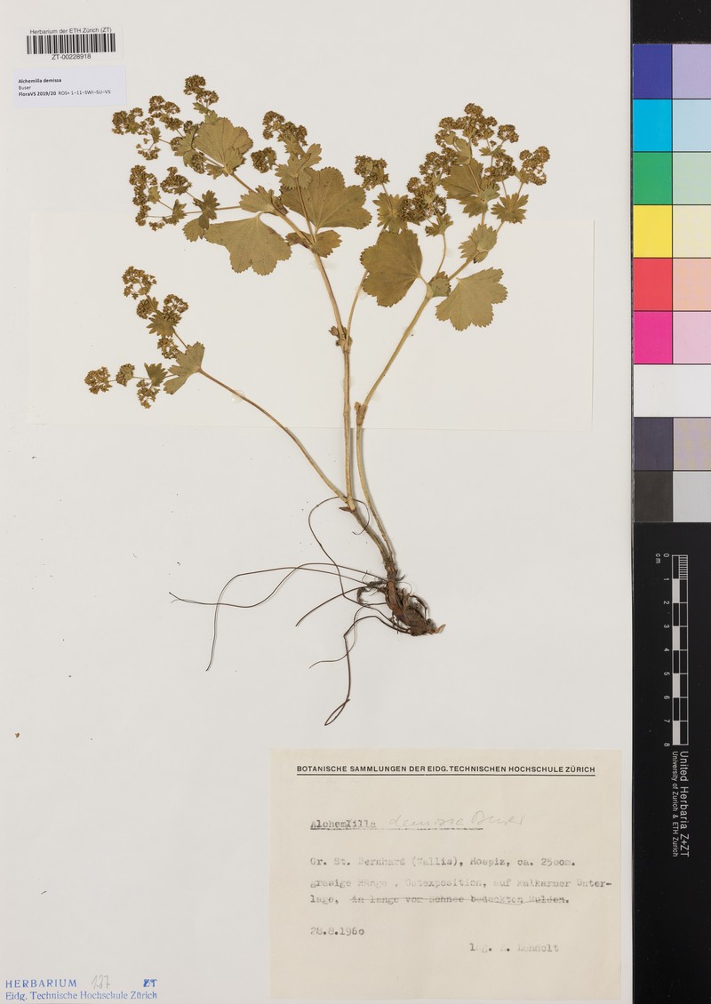 Alchemilla demissa photo 4