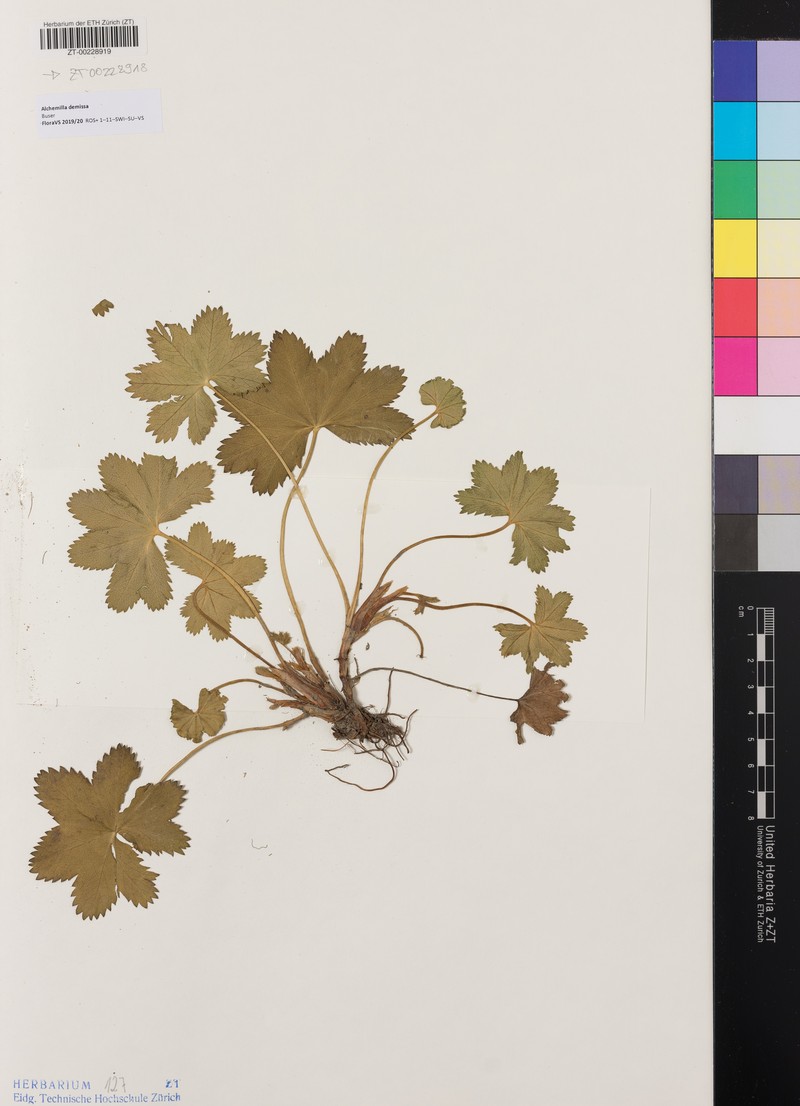 Alchemilla demissa photo 5
