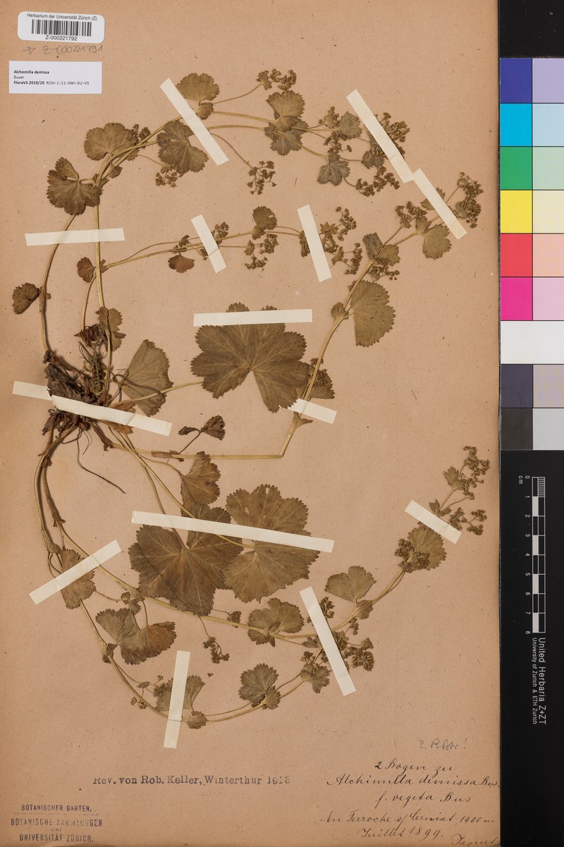 Alchemilla demissa photo 6