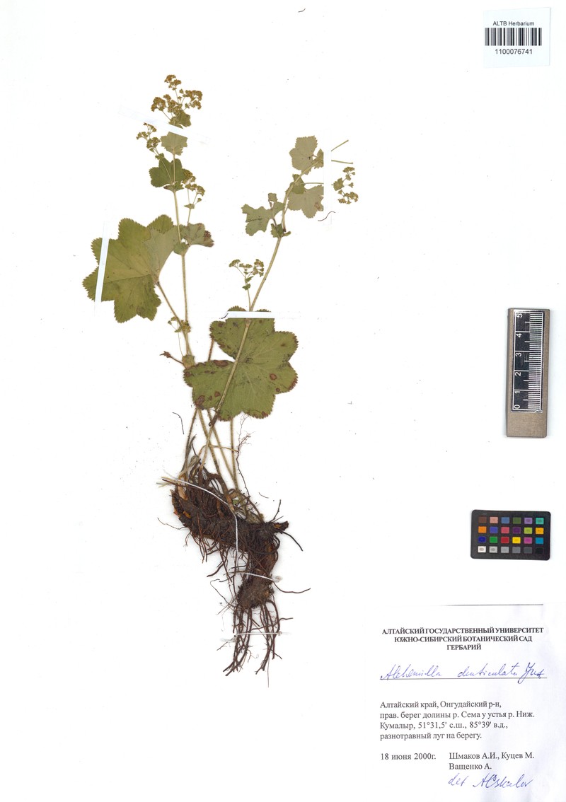 Alchemilla denticulata