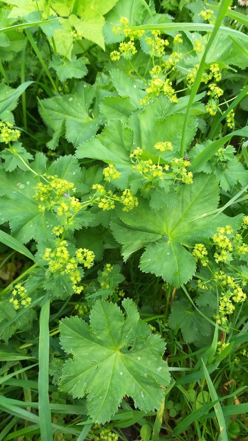 Alchemilla devestiens