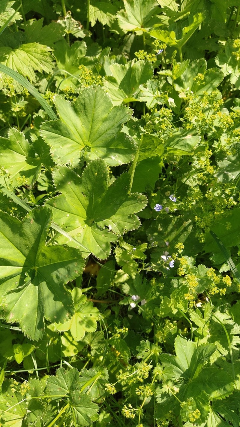 Alchemilla devestiens photo 2