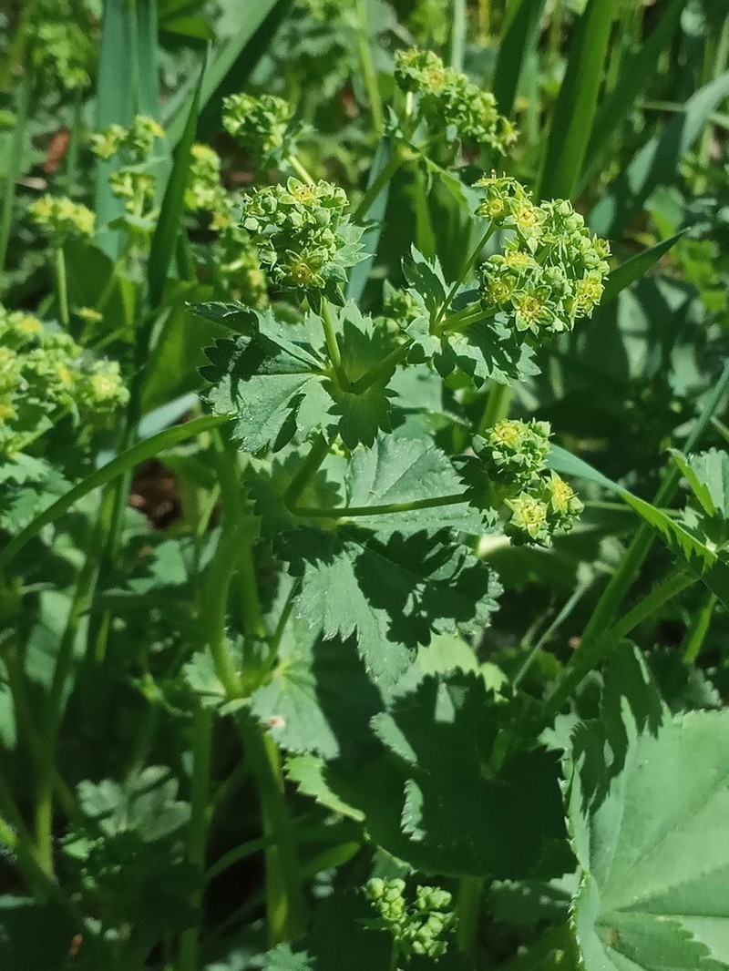 Alchemilla devestiens photo 3