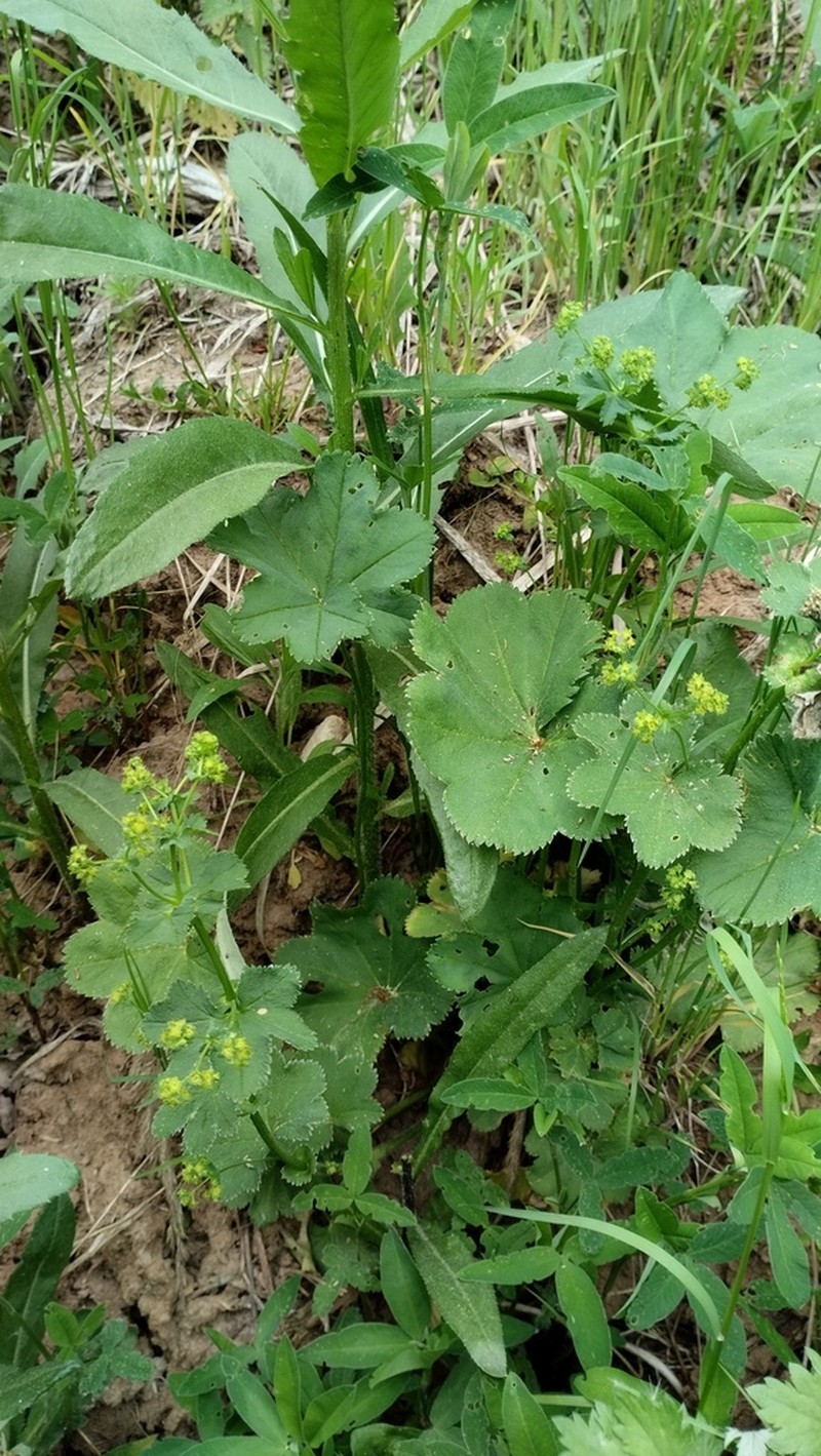 Alchemilla devestiens photo 4
