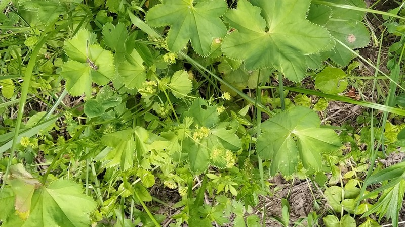 Alchemilla devestiens photo 5