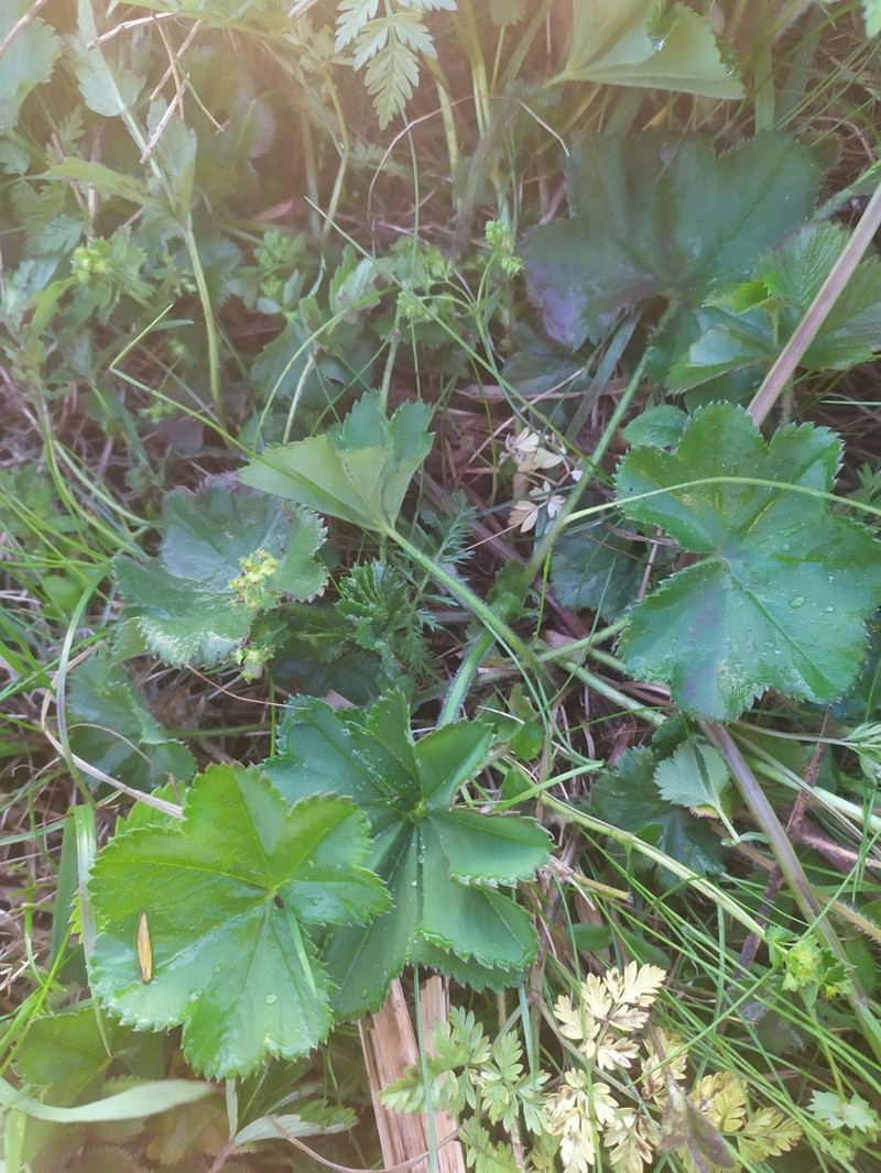 Alchemilla devestiens photo 6
