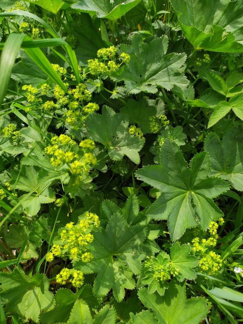 Alchemilla devestiens photo 7