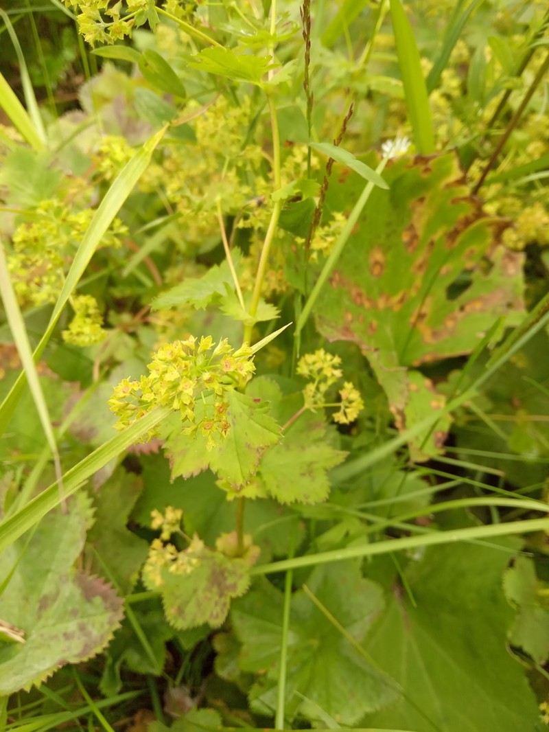 Alchemilla devestiens photo 8