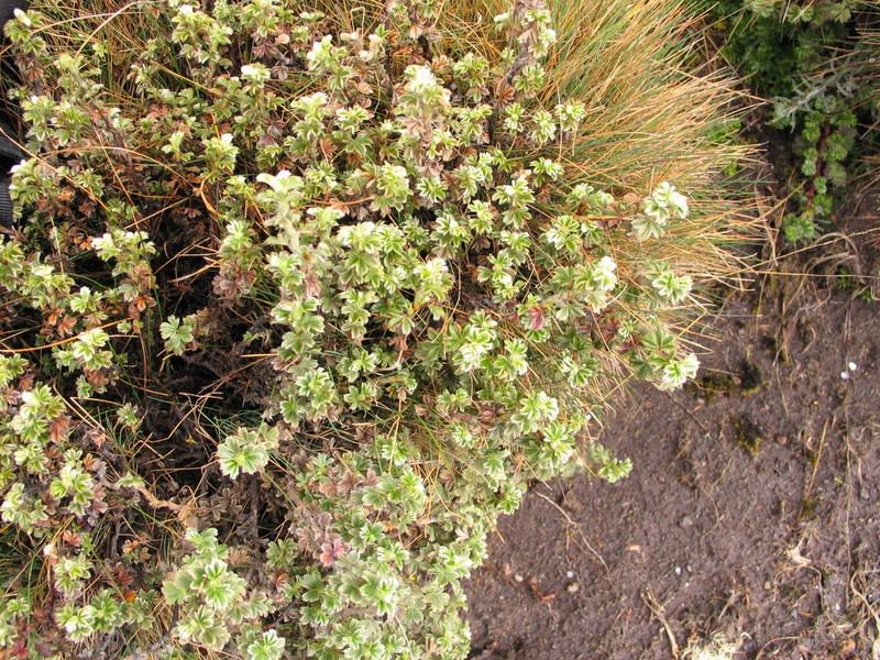 Alchemilla dewildemanii