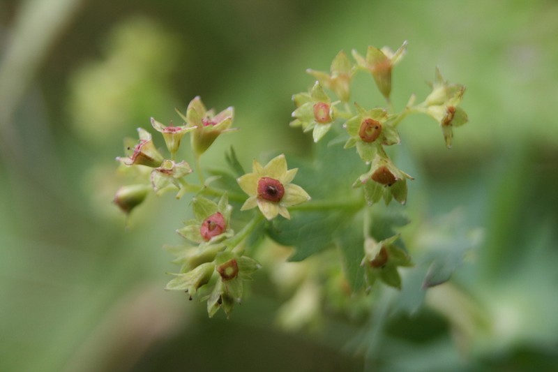 Alchemilla deylii