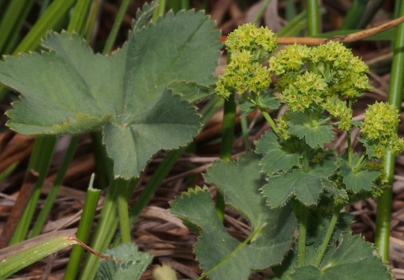 Alchemilla diademata