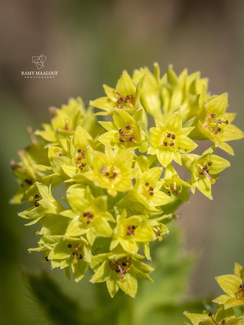 Alchemilla diademata photo 2