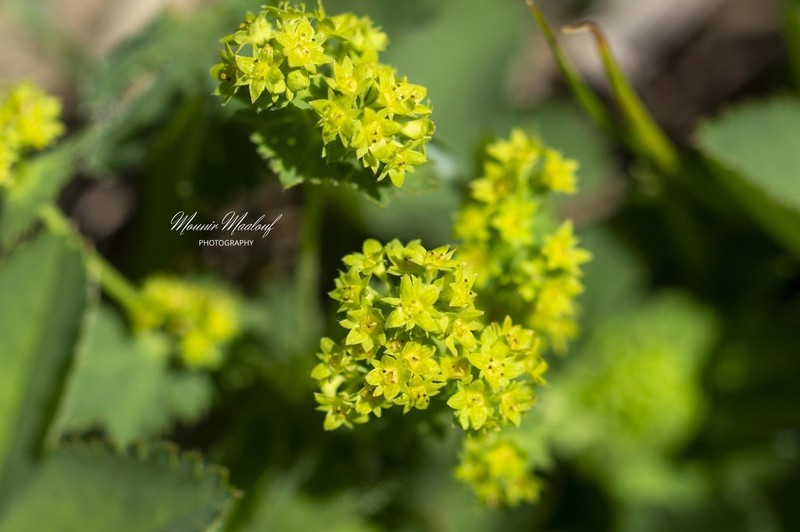 Alchemilla diademata photo 3