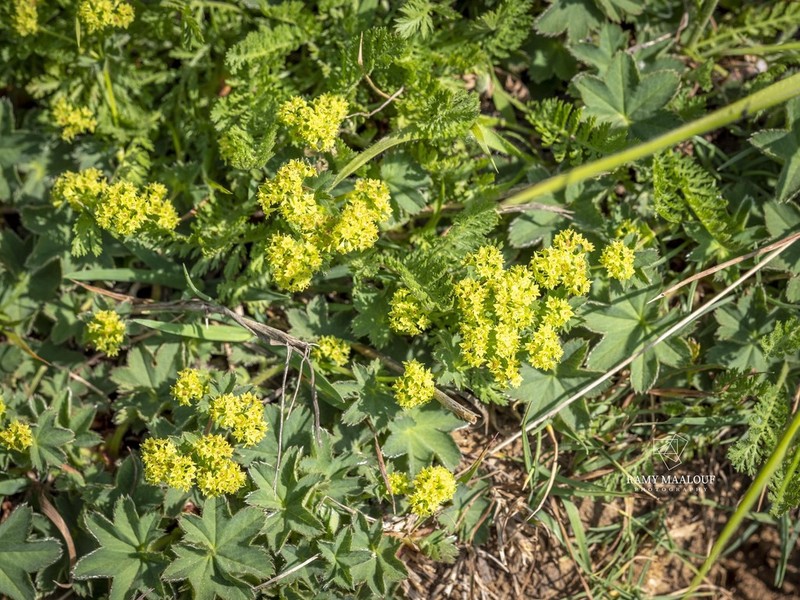Alchemilla diademata photo 4