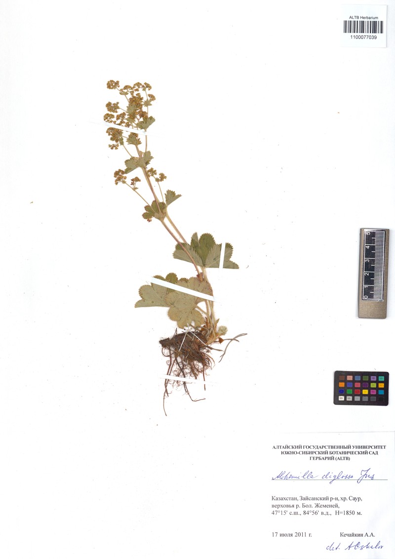 Alchemilla diglossa