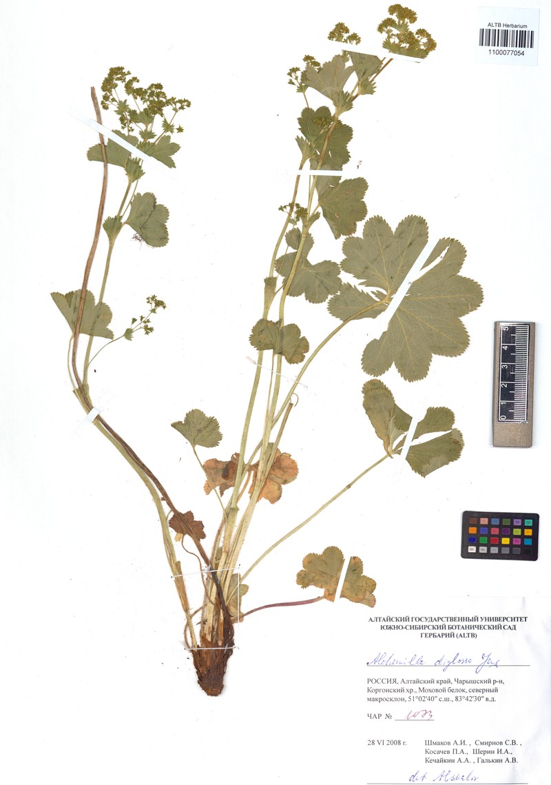 Alchemilla diglossa photo 2