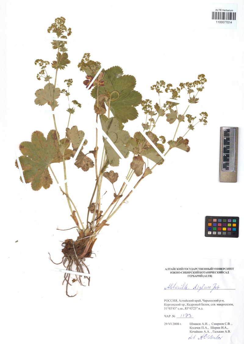Alchemilla diglossa photo 3