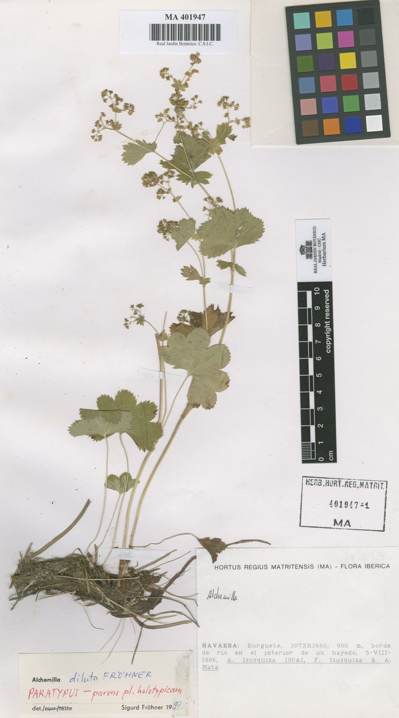Alchemilla diluta