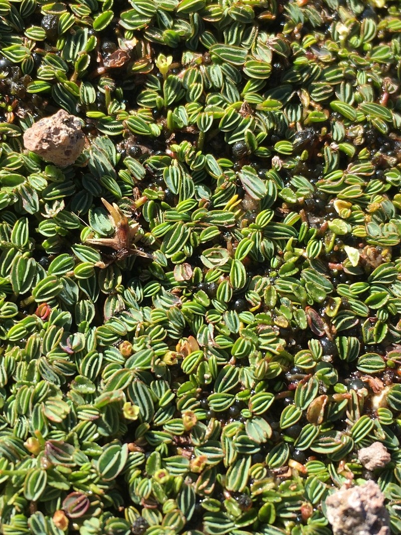 Alchemilla diplophylla