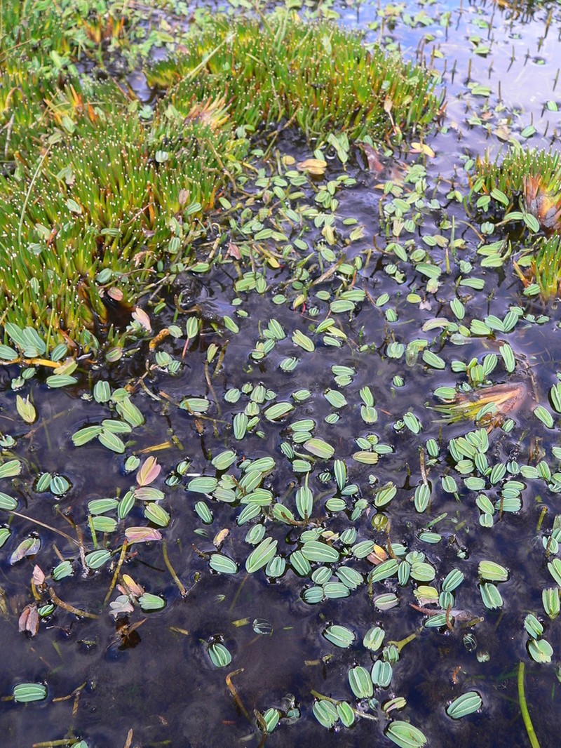 Alchemilla diplophylla photo 3