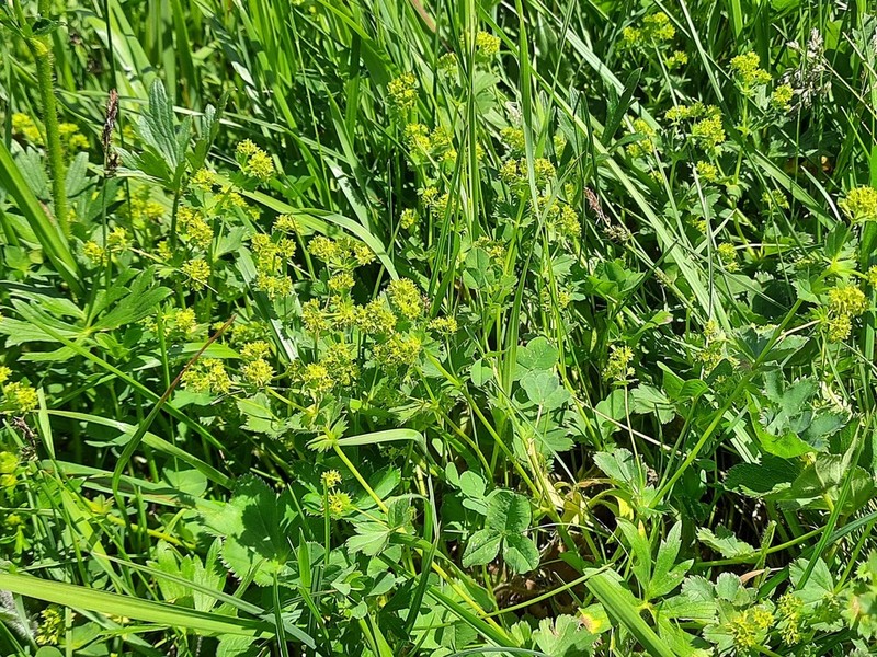 Alchemilla diversipes