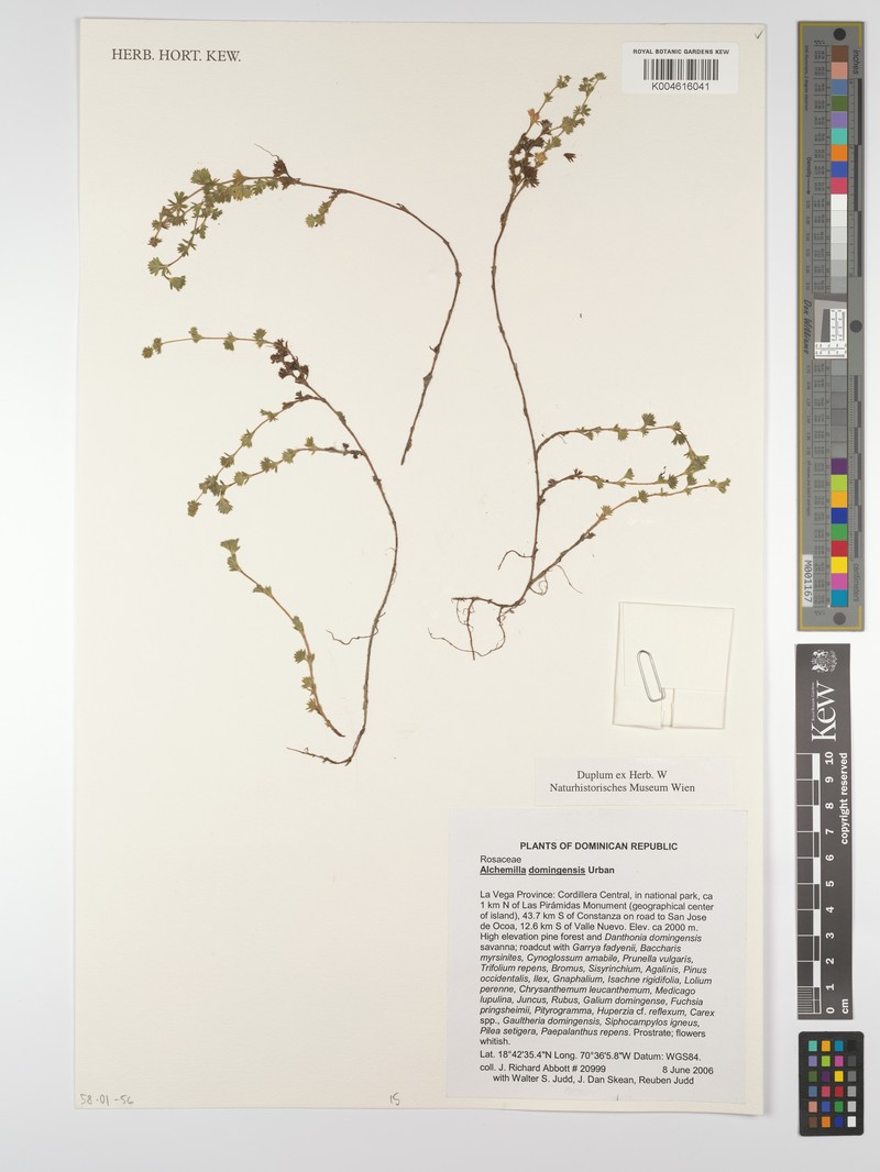 Alchemilla domingensis photo 2