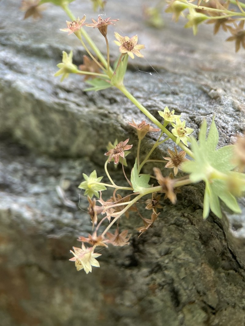 Alchemilla dura