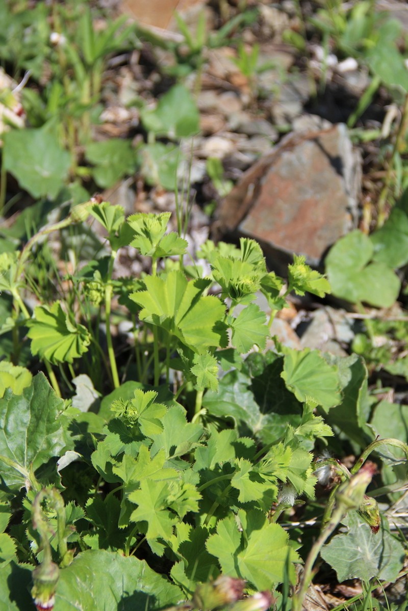 Alchemilla dura photo 2