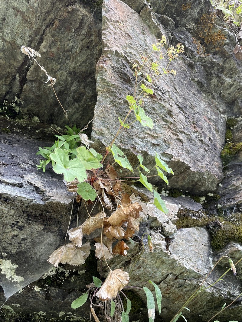 Alchemilla dura photo 3