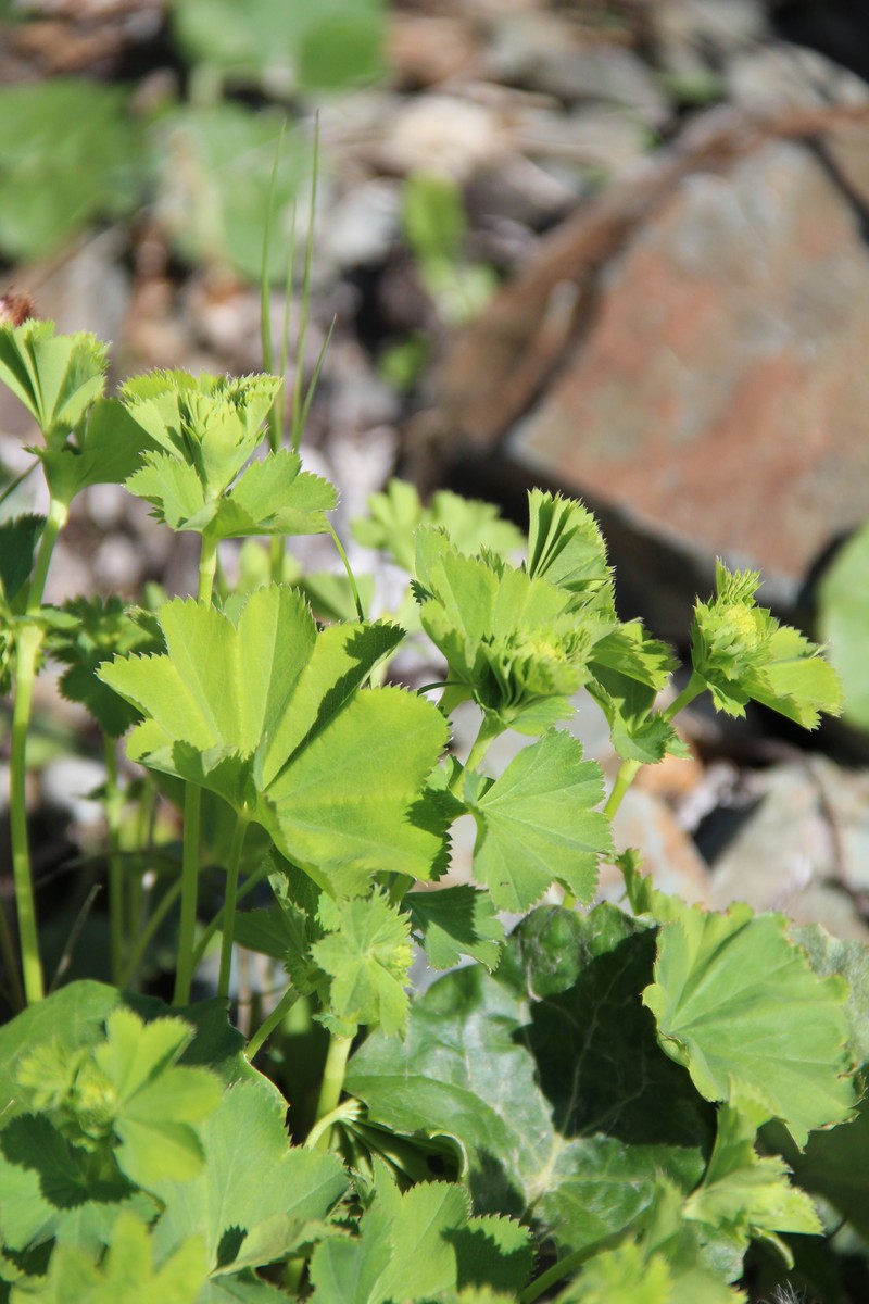 Alchemilla dura photo 4
